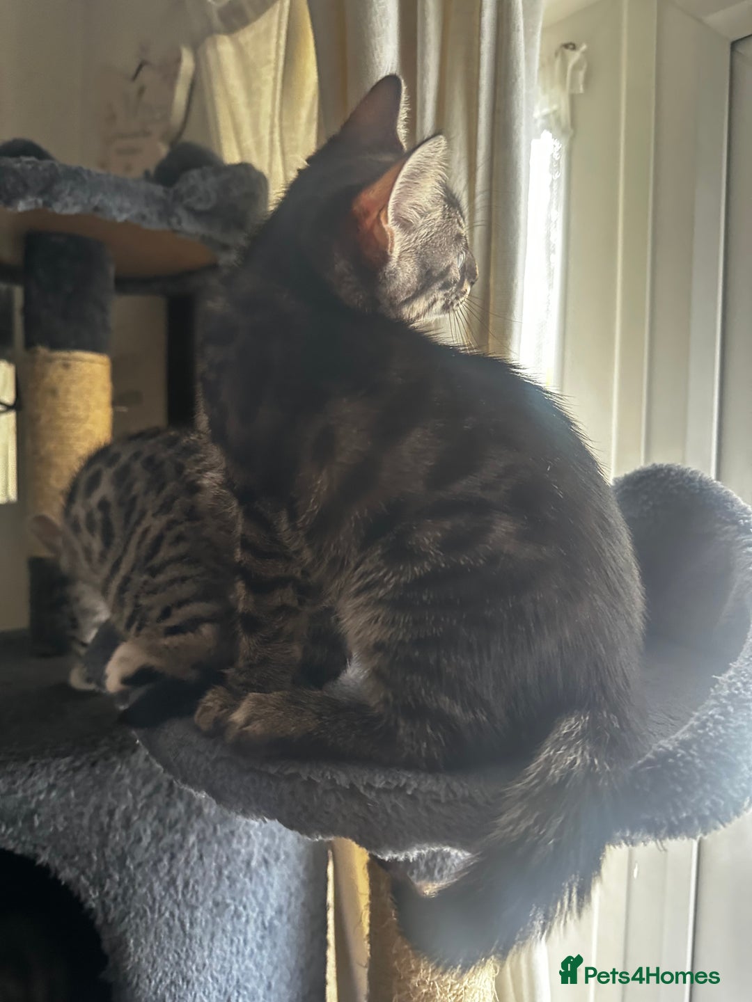 Bengal cats for sale: Stunning Silver & Charcoal Bengal Boys & Girls! - Image 29