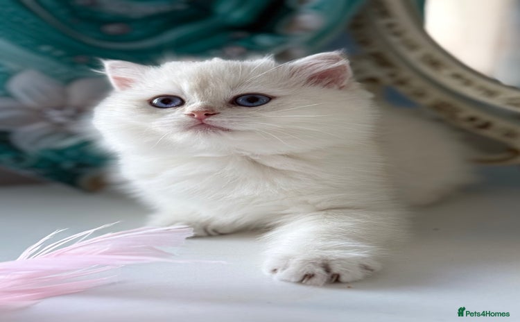 British Shorthair cats - Advert 5