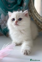 British Shorthair cats - Advert 15