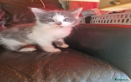Mixed Breed cats for sale: Cuddly fluffy kittens  - Image 8