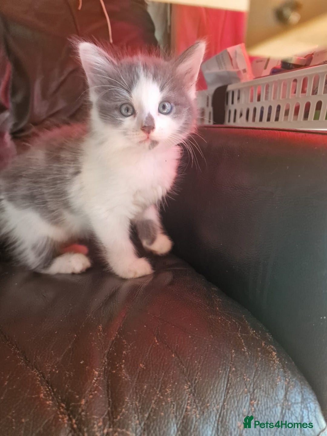 Mixed Breed cats for sale: Cuddly fluffy kittens  - Image 8