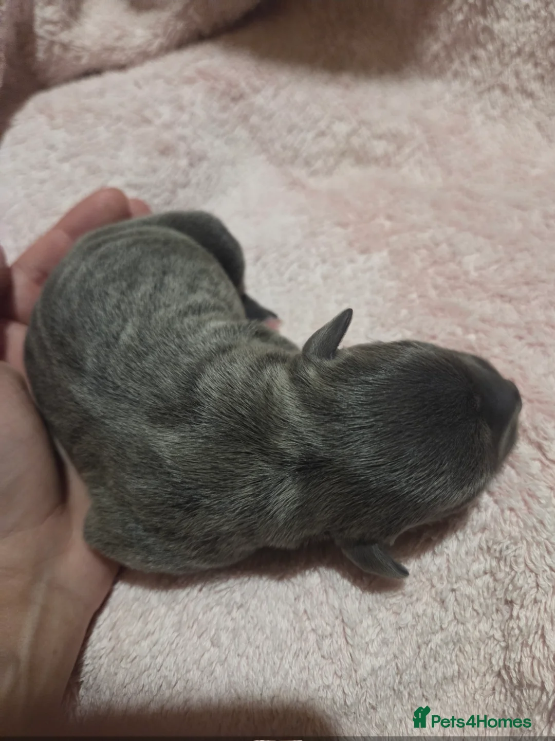 Staffordshire Bull Terrier dogs for sale: KC Reg Staffordshire Bull terrier puppies  - Advert 15