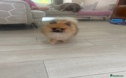 Pomeranian dogs for sale: Male Pomeranian 13 months old  - Image 4