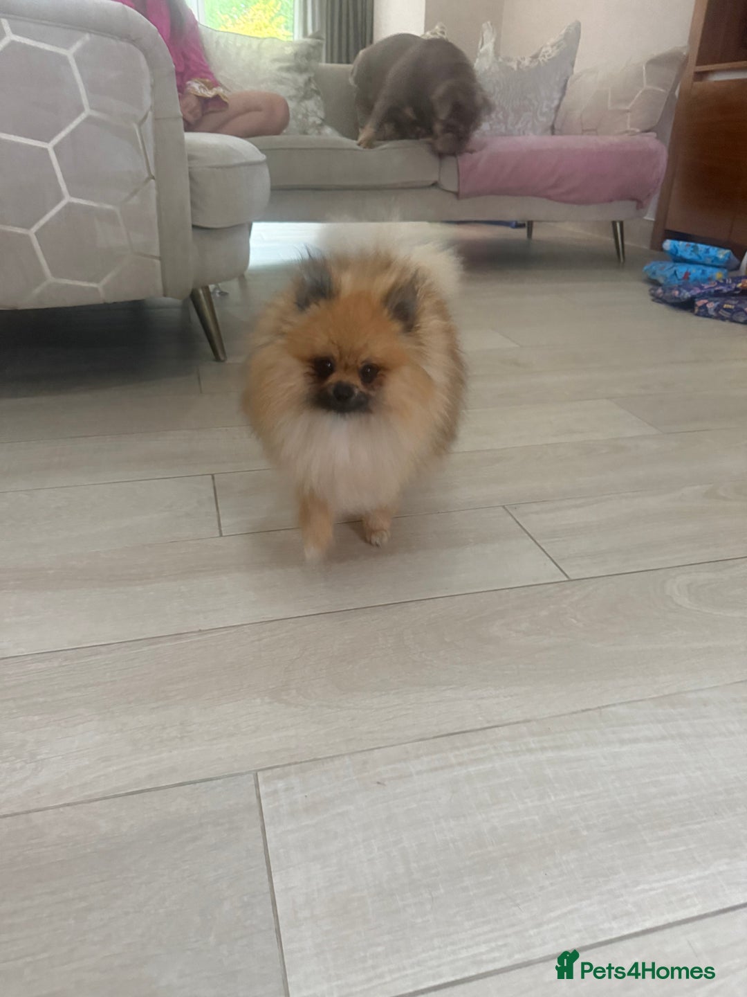 Pomeranian dogs for sale: Male Pomeranian 13 months old  - Image 4