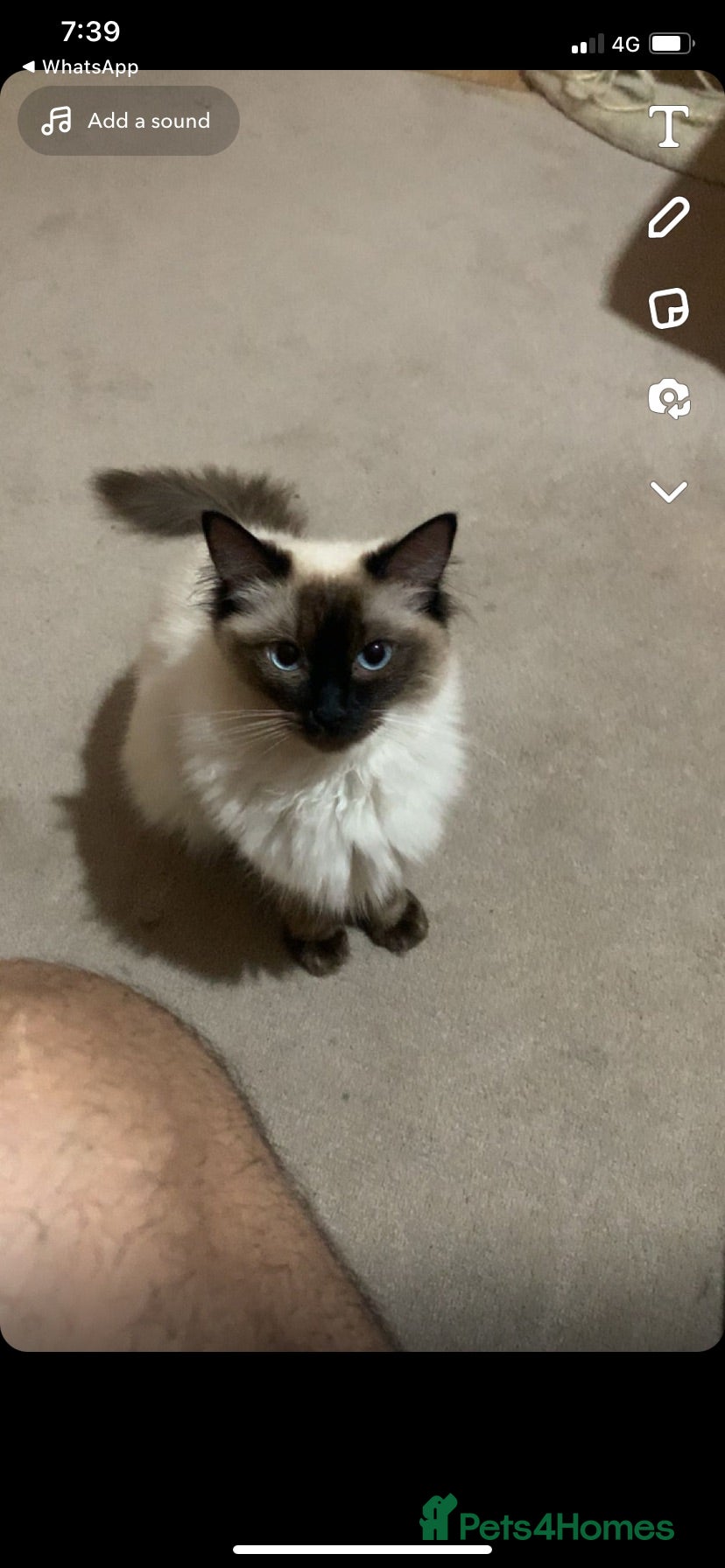 Ragdoll cats Ragdoll kittens for sale - Advert 1