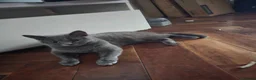 Mixed Breed cats for sale: Gorgeous Grey British Shorthair Mix Cats  in London - Advert 3