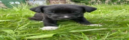Mixed Breed dogs for sale: LAST ONE Beautiful mixed breed. DNA profile added - Advert 21
