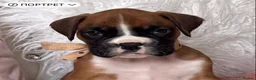 Boxer dogs for sale: Beautiful boxer puppies  - Advert 11