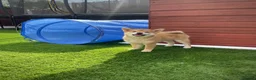 Japanese Shiba Inu dogs for sale: KC registered Japanese Shiba Inu puppies - Advert 6