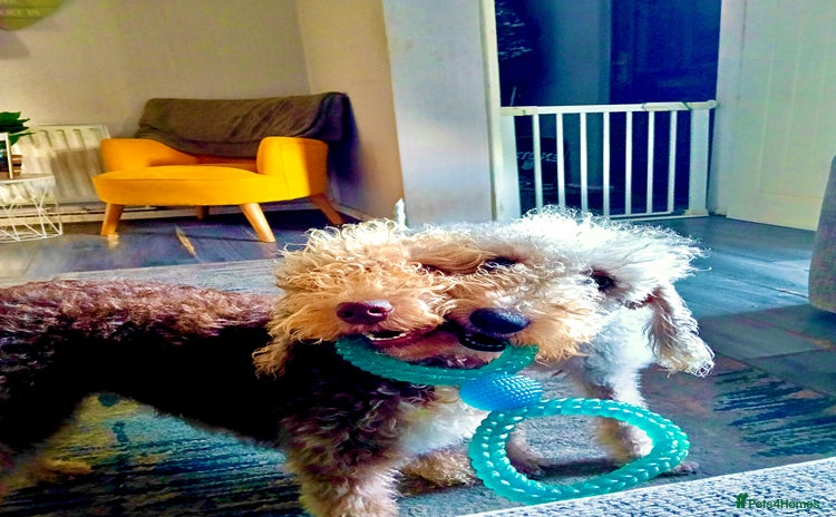 Bedlington Terrier dogs - Advert 1