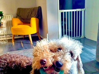 Bedlington Terrier dogs Liver bedlington terrier boy - Advert 4