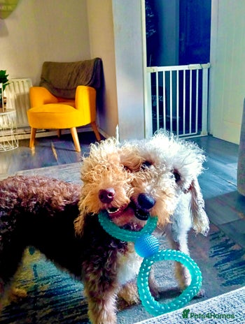 Bedlington Terrier dogs - Advert 1