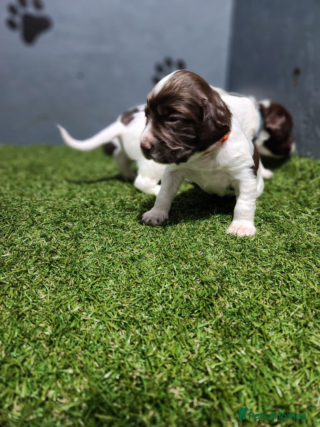 English Springer Spaniel dogs for sale: 9 gorgeous puppies looking for their forever homes - Advert 3