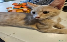 Maine Coon cats for sale: Maine Coon Kittens READY NOW parents not registere - Image 28