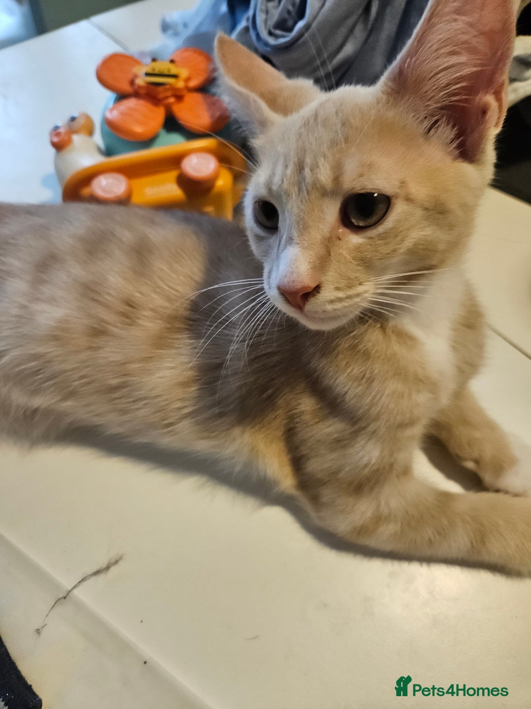 Maine Coon cats for sale: Maine Coon Kittens READY NOW parents not registere - Image 28