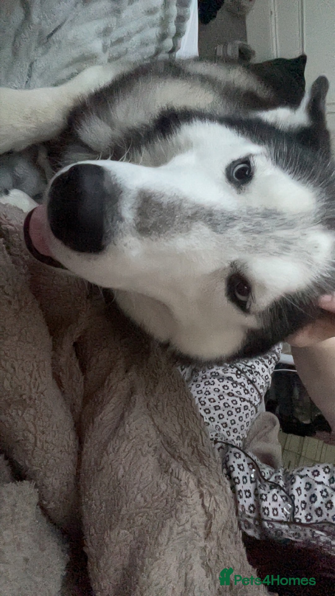 Siberian Husky dogs two huskies for rehoming aged 11&8 - Advert 2