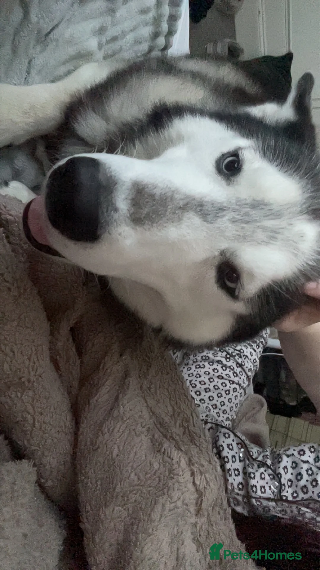 Siberian Husky dogs for sale: two huskies for rehoming aged 11&8 - Advert 1