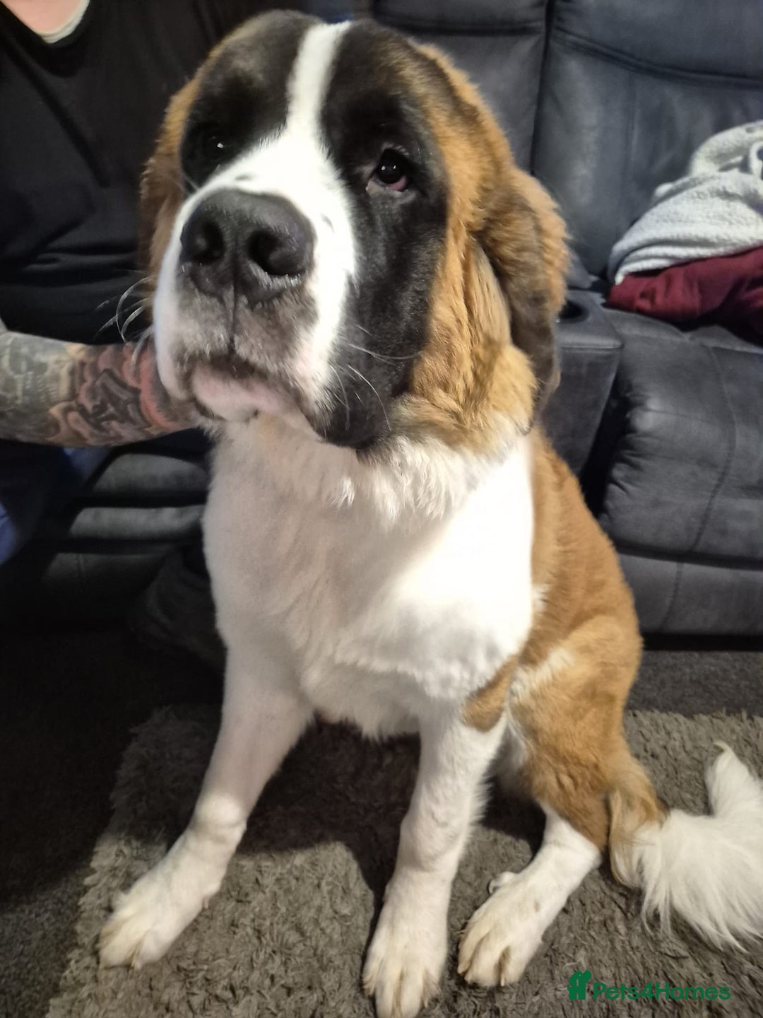 Saint Bernard dogs for sale: St Bernard for sale  - Advert 2