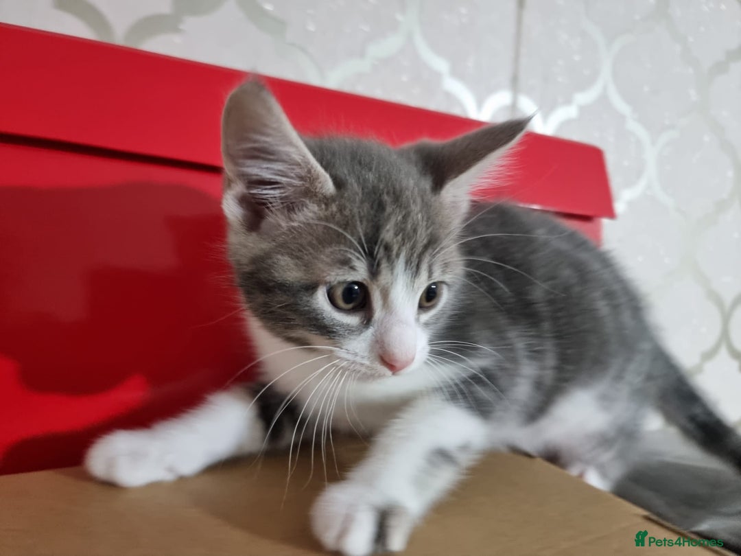 Domestic Shorthair cats for sale: 5 Beautiful Kittens Looking for Forever Homes - Image 12