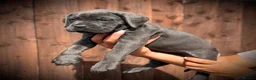 Cane Corso dogs for sale: 🐾 Balestra Magica Corso – Litter “K” 🐾 IKC/FCI - Advert 30
