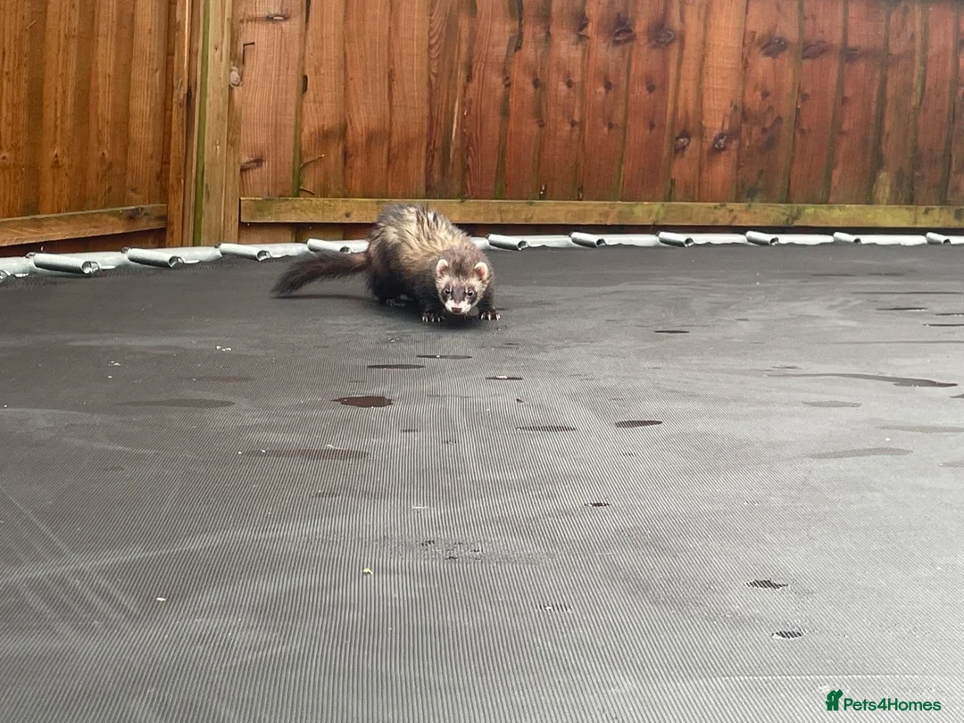 Ferret rodents for sale: 2 female ferrets Narla and Moon for rehoming  - Advert 4