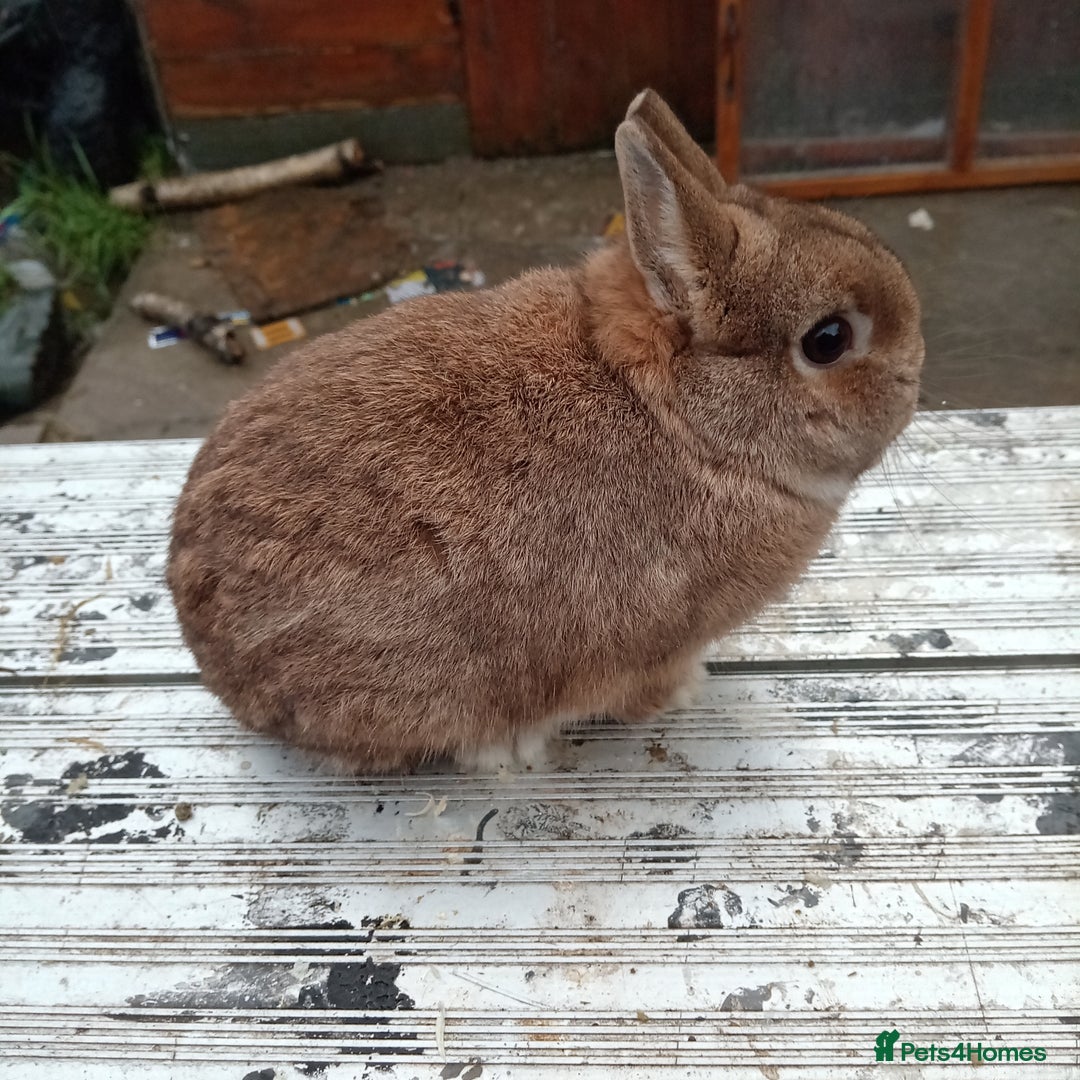 Netherland Dwarf rabbits for sale: Netherland dwarf baby's and young adults  - Advert 5