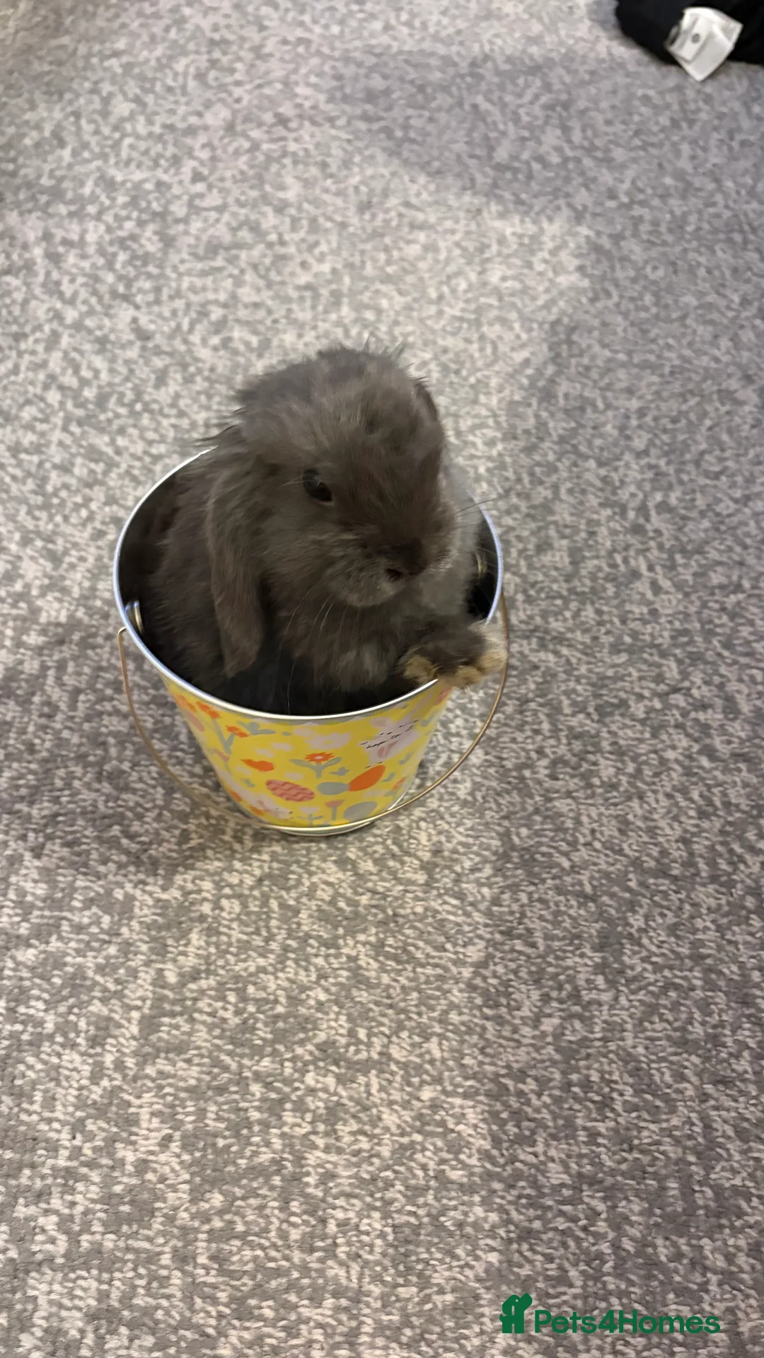 Mini Lop rabbits for sale: Gorgeous blue male mini lop  - Advert 4