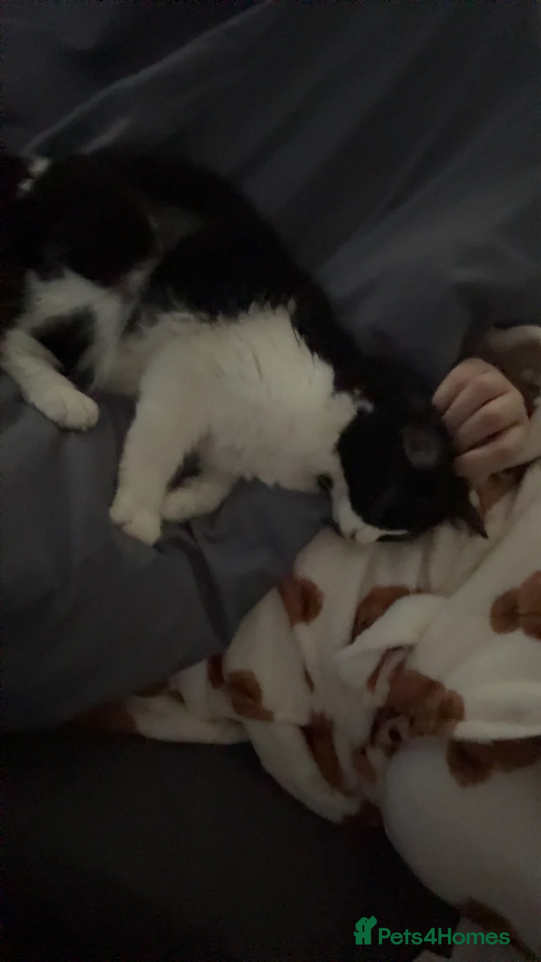 Mixed Breed cats for sale: Two female cats- they’re sisters. - Advert 3