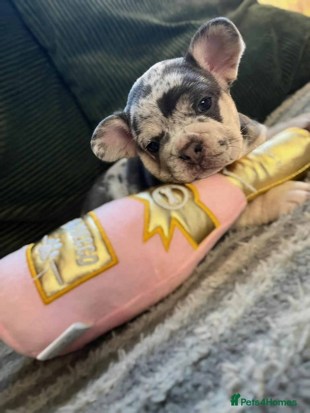 French Bulldog dogs for sale: Recently Reduced - beautiful french bulldogs - Advert 19
