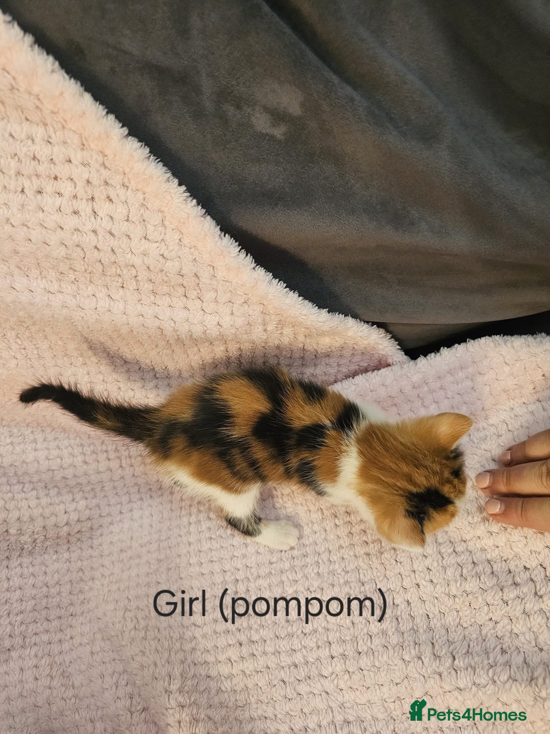 Mixed Breed cats for sale: British Long hair x kittens ONLY 4 FEMALES LEFT - Image 6