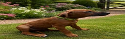 Rhodesian Ridgeback dogs for sale: 5 Star Council Registered Breeder         - Advert 11