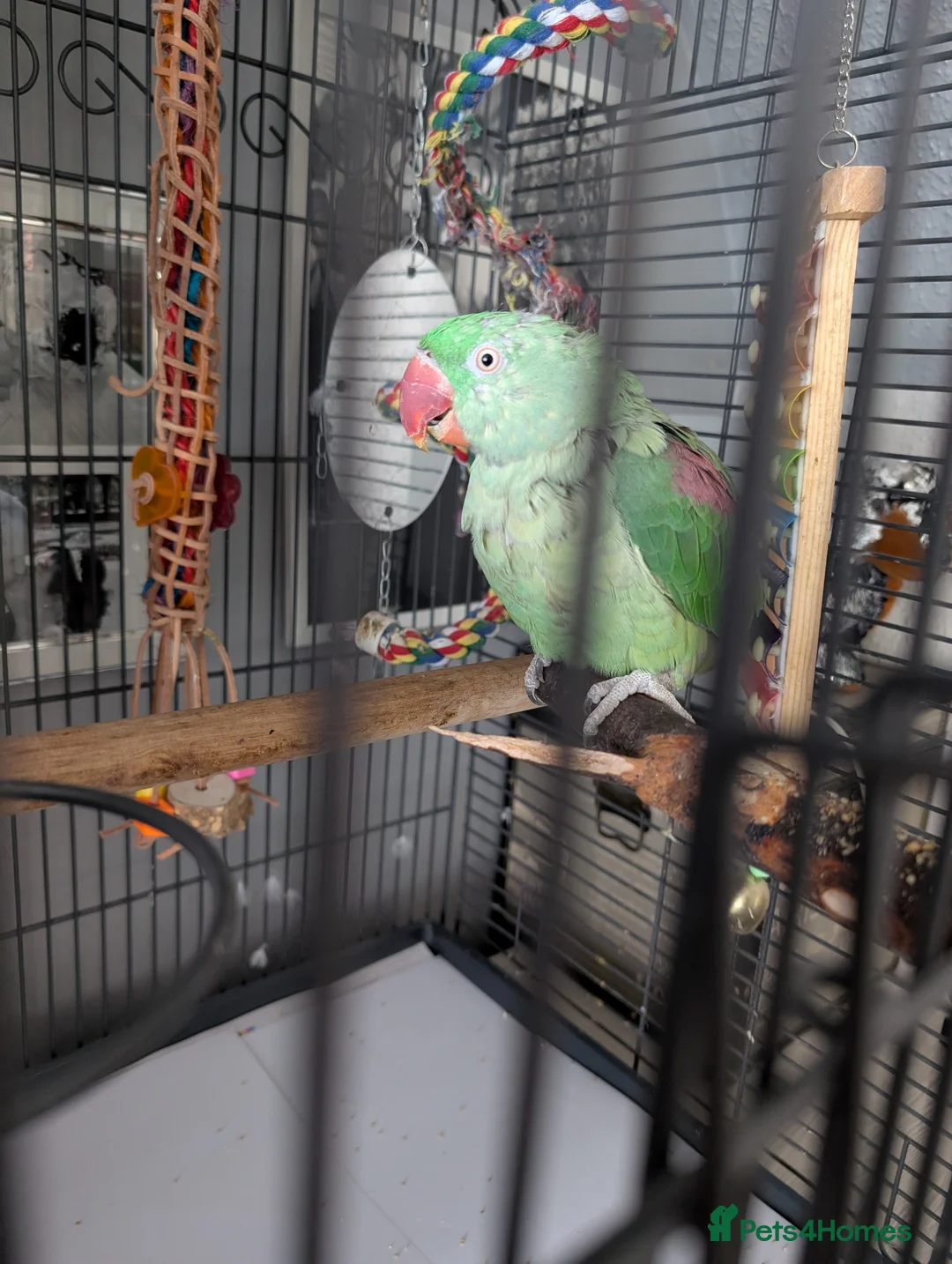 Parakeets birds for sale: Alexandrine parrot in Smethwick - Advert 1