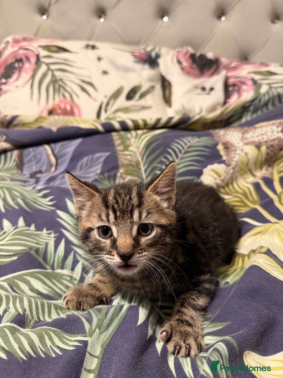 Mixed Breed cats for sale: Selling 4 beautiful kittens  - Advert 6