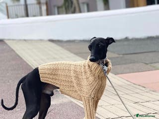 Italian Greyhound dogs Stunning Italian Greyhound Stud in Weybridge - Advert 2