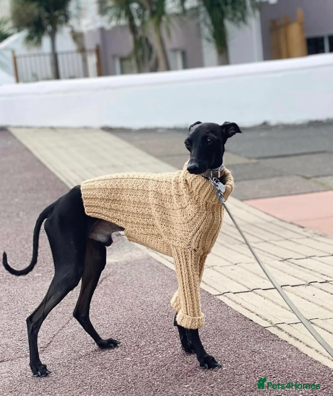Italian Greyhound dogs for stud: Stunning Italian Greyhound Stud  in Weybridge - Advert 1