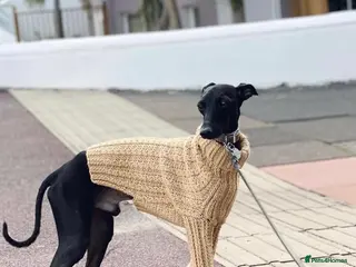 Italian Greyhound dogs Stunning Italian Greyhound Stud in Weybridge - Advert 1