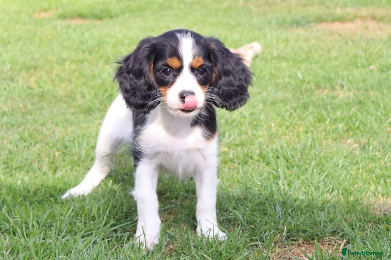 Cockapoo dogs Cockerlierpoo puppies for sale FULLY VACCINATED - Advert 1