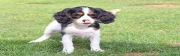 Cockapoo dogs for sale: Cockerlierpoo puppies for sale - Advert 26