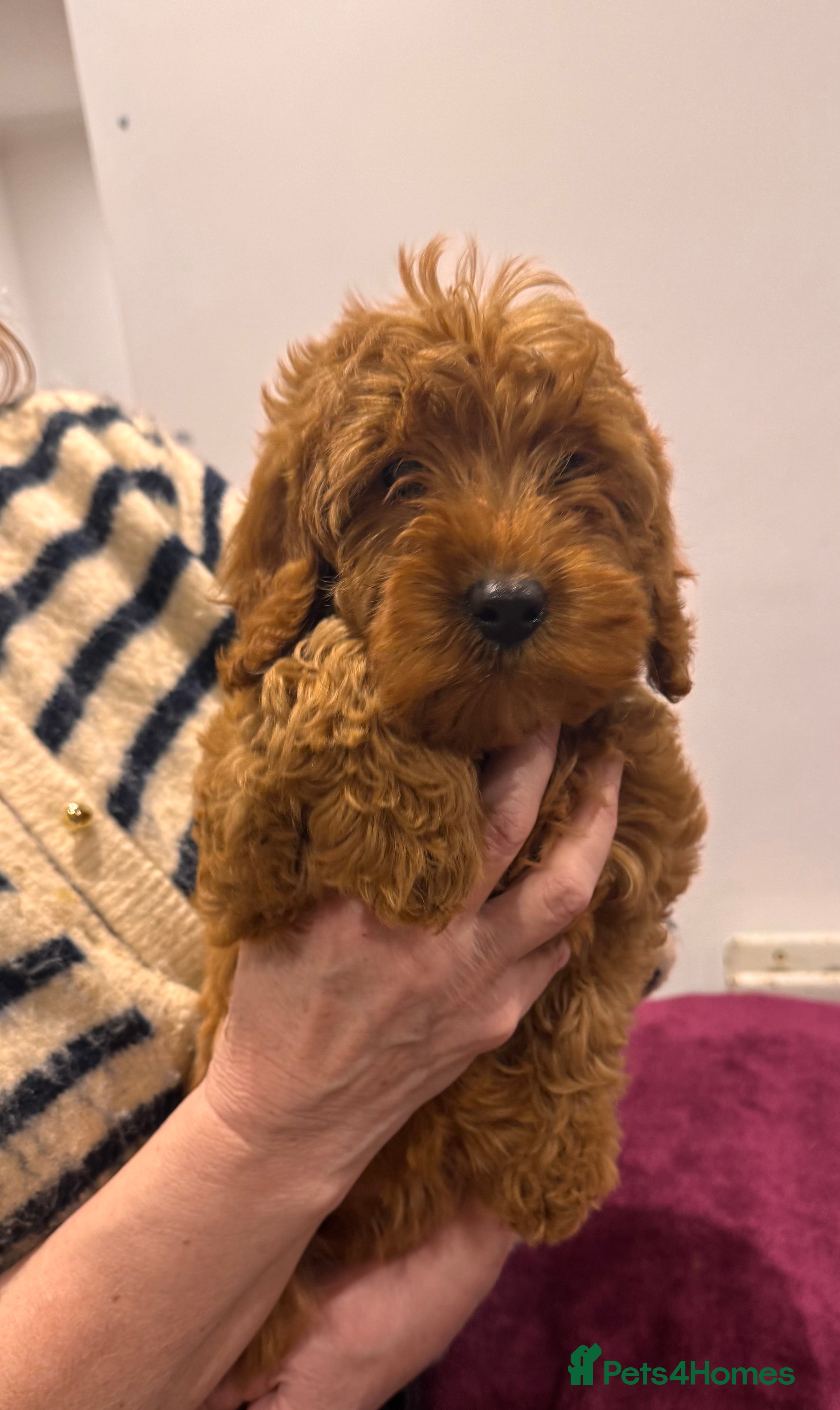 Cockapoo dogs SMALL COCKAPOO PUPPIES REDS APRICOT GOLDENS - Advert 1