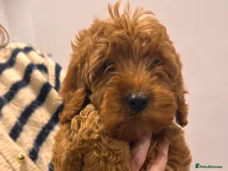 Cockapoo dogs SMALL COCKAPOO PUPPIES REDS APRICOT GOLDENS - Advert 1