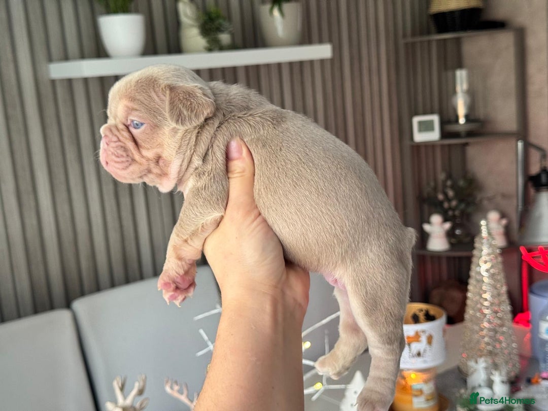 French Bulldog dogs for sale: Kc registered new shade french bulldog puppies  - Advert 13