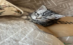Mixed Breed cats for sale: Cute baby kittens looking for a new home - Image 4