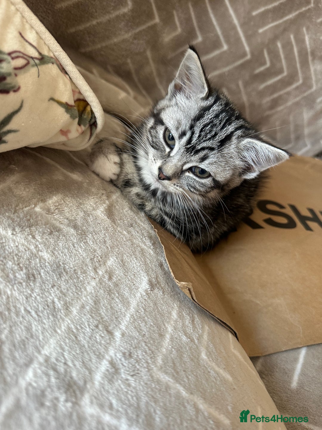 Mixed Breed cats for sale: Cute baby kittens looking for a new home - Image 4