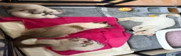 Ragdoll cats for sale: 5 ragdoll kittens - Advert 27