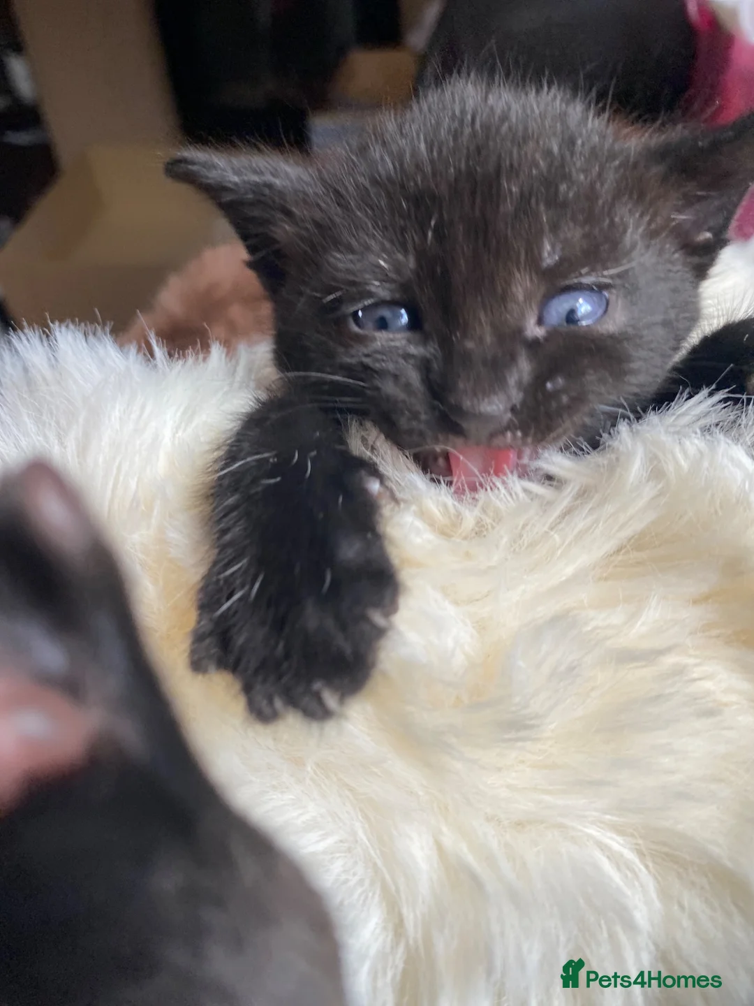 British Shorthair cats for sale: Adorable Kittens Looking for Loving Homes, Chester in Chester - Advert 1