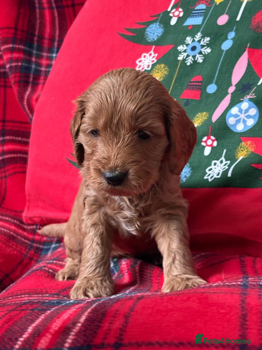 Miniature Poodle dogs for stud: PROVEN Miniature Poodle Stud - Champion Lines KC in Orpington - Advert 18