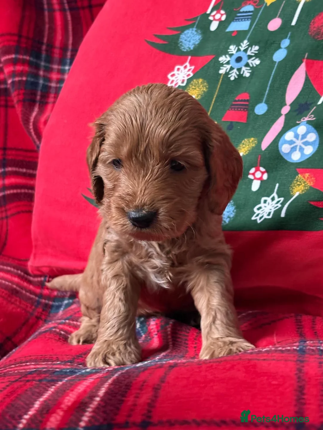 Miniature Poodle dogs for stud: PROVEN Miniature Poodle Stud - Champion Lines KC in Orpington - Advert 18