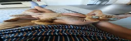 Devon Rex cats for sale: Devon Rex  in Ellesmere Port - Advert 2