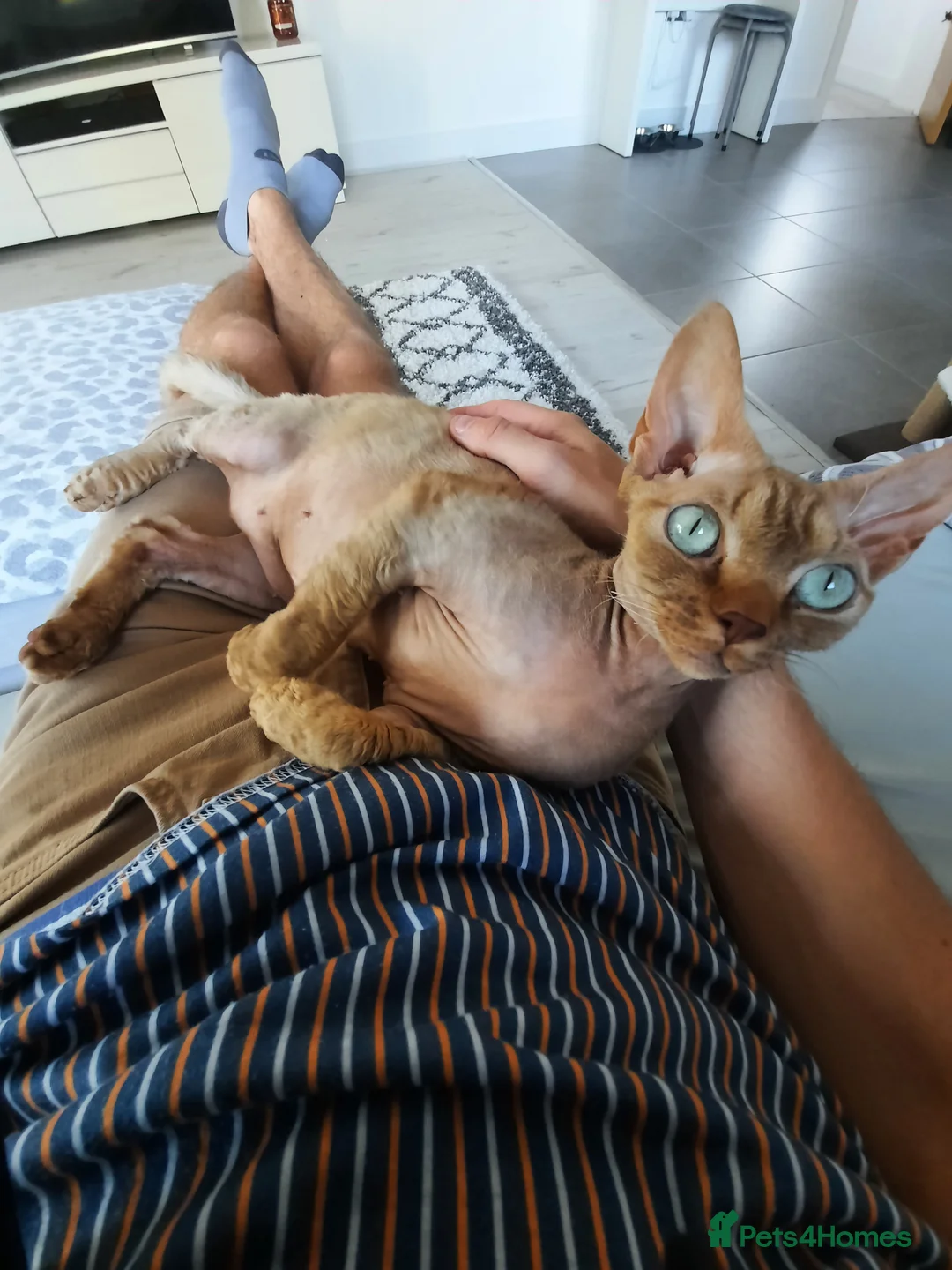 Devon Rex cats for sale: Devon Rex  in Ellesmere Port - Advert 2
