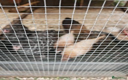 Chickens poultry for sale: Mixed flock ducks, chickens geese - Advert 3